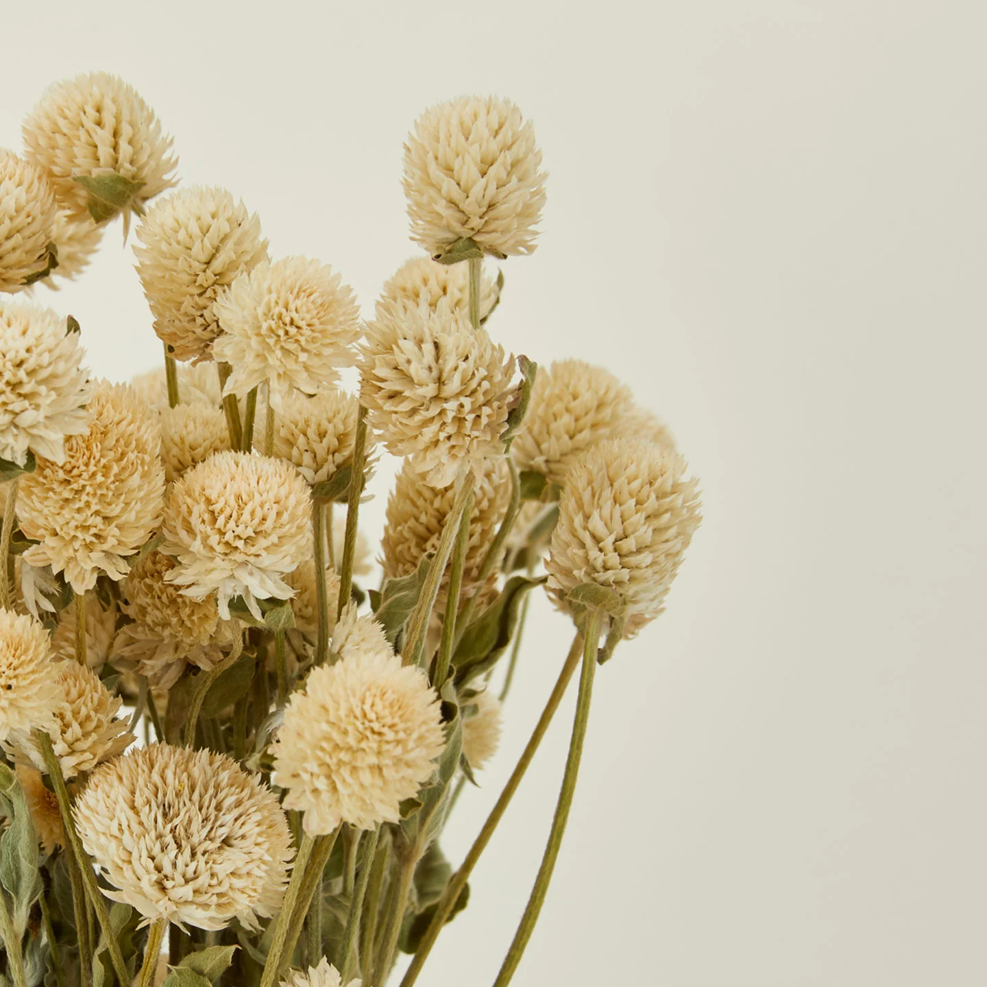 Dried Amaranth - Image 3