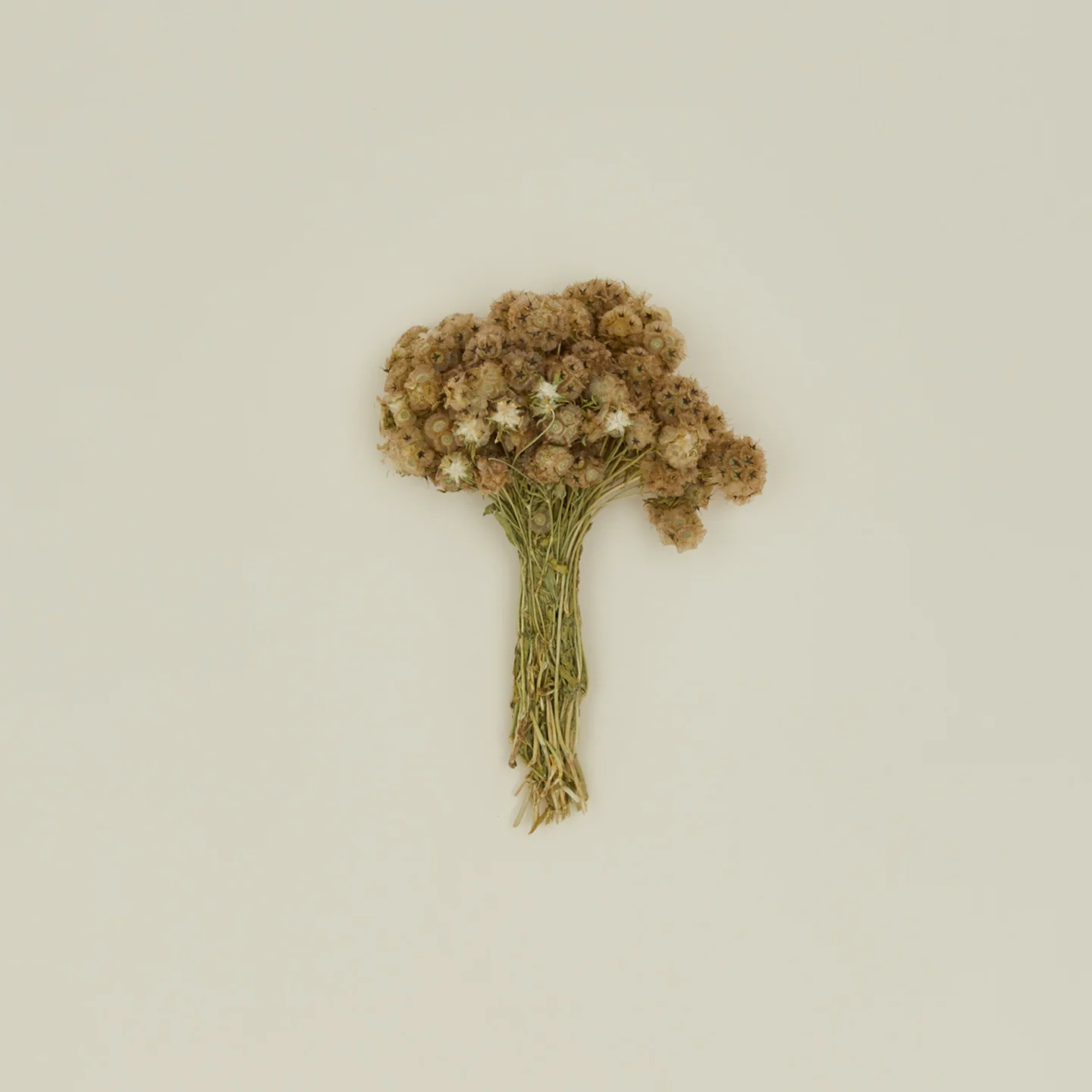Dried Scabiosa Pods