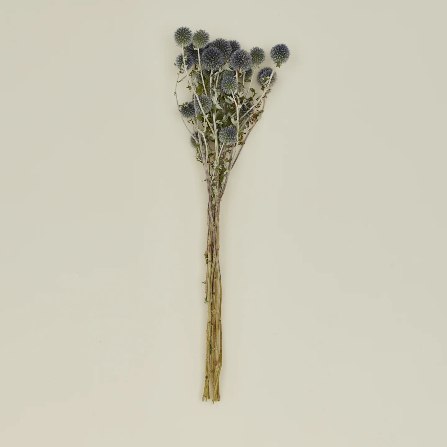 Dried Thistle