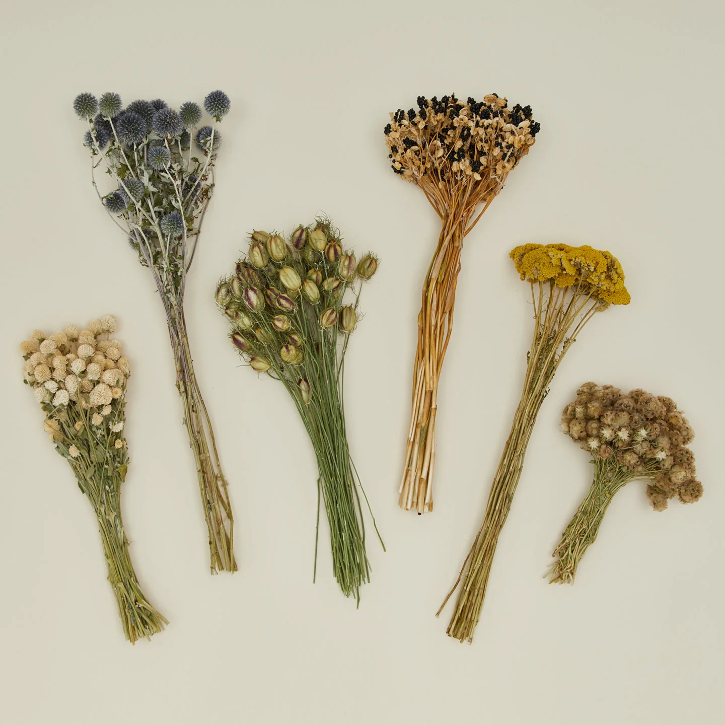 Dried Thistle - Image 4